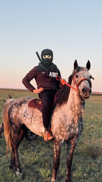 Продаеться жеребец айғыр