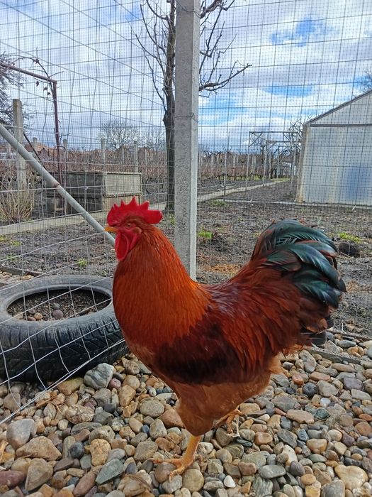 Familie gaini new hampshire