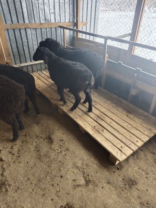 Овцы бараны домашние