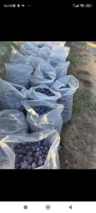 Vând prune de țuică livrarea se face gratuit la domiciliul clientului pentru detalii 0733207585