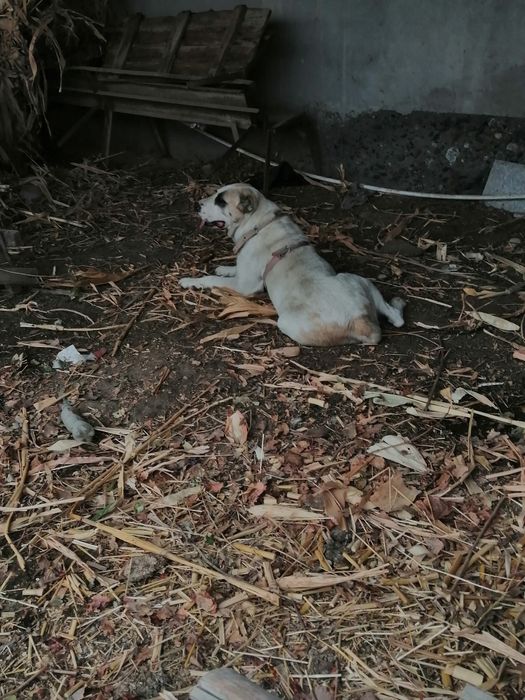 Алабай кучиклар сотилади тоза кон  2 ойлик 1 оґил 1 киз  соґлиги ало