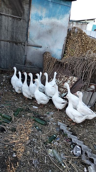Продам гусей  живым весом