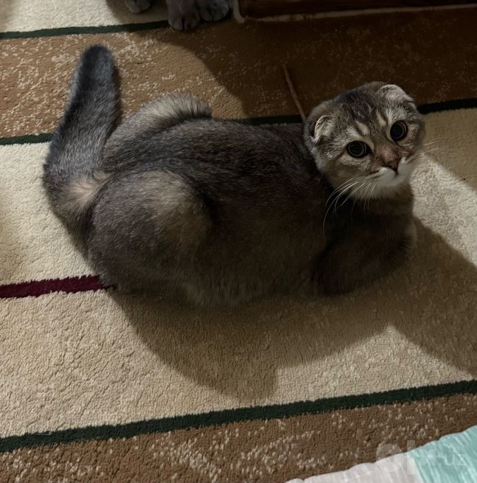 Скотиш фолд кот 1 год