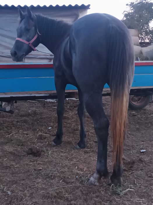 Vând mânză de 3 ani