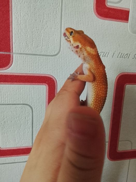 В продаже эублефара Блад