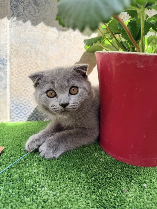 Продавам британско и шотландско коте  котенца