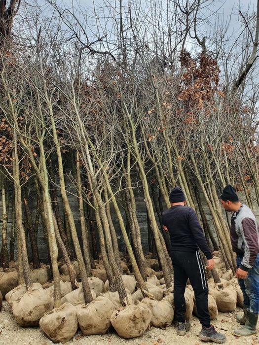 Arțar si stejar pana la 7m inaltime transport si plantat gratuit
