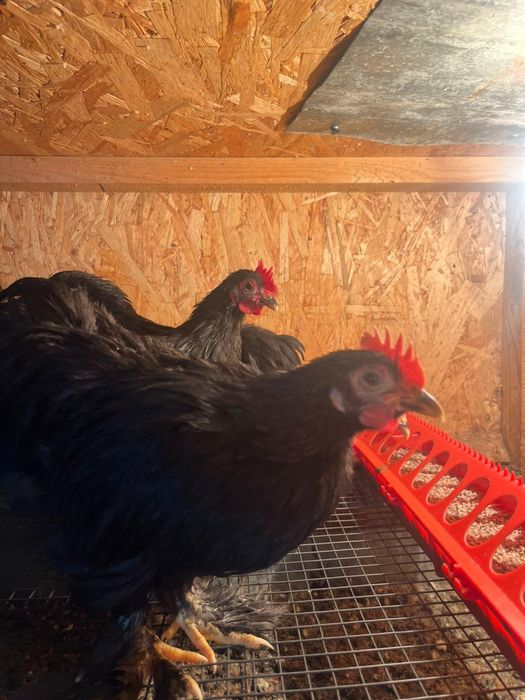 Кохинхин қораздар 7 штук