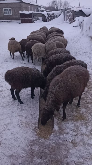Продам баранов , 10 голов