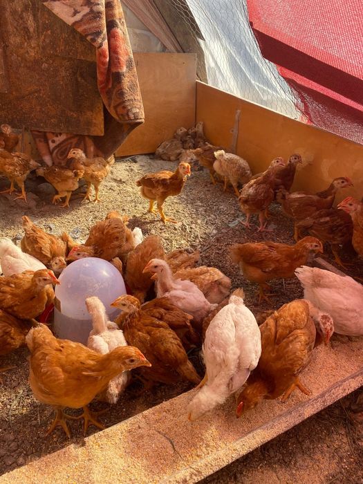 Vând pui rasa mixta 5 saptamani