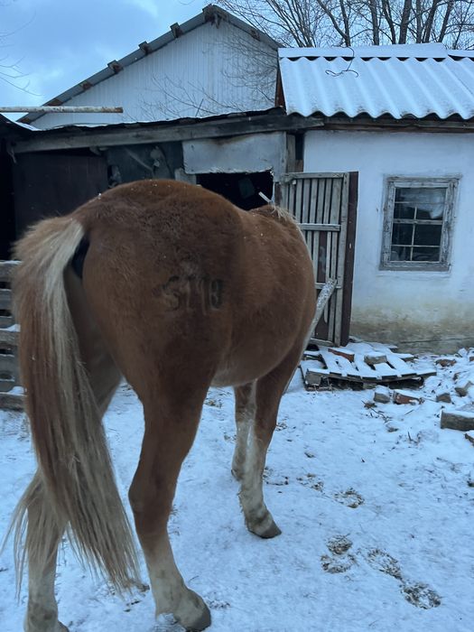 Тай сатылады.