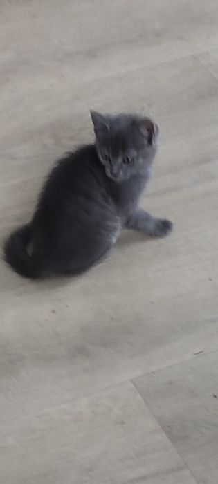 Котята,к лотку приучены