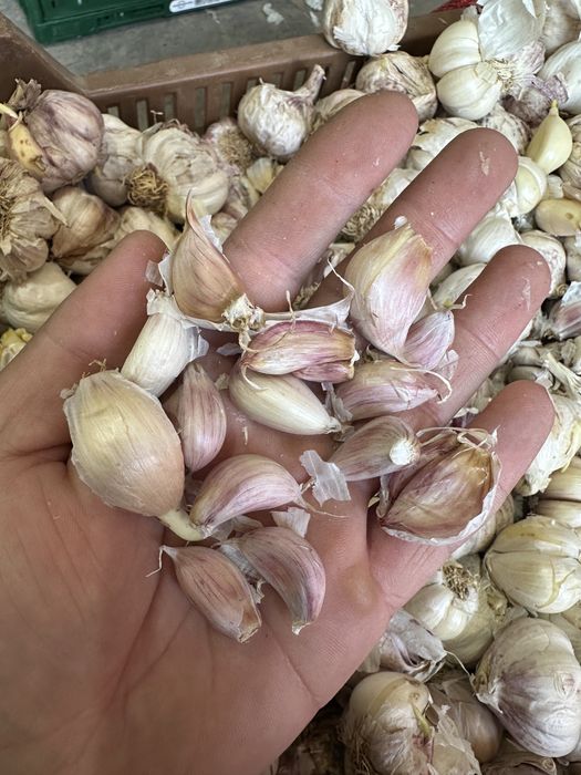 Usturoi pentru plantat si de consum
