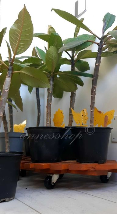 Planta Plumeria Frangipani Rubra