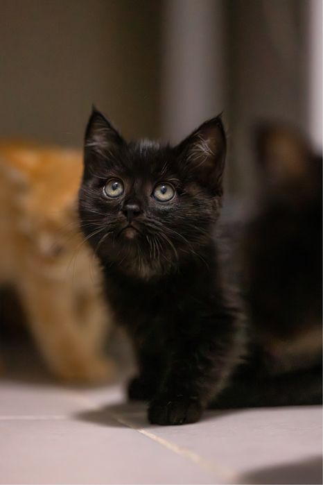 Котенок в добрые руки