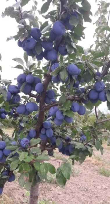 Pomi Fructiferi Pitici Dwarf la ghiveci