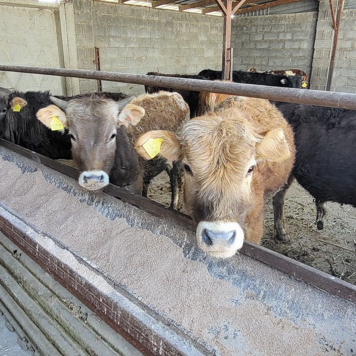 Продам 10 голов бычков