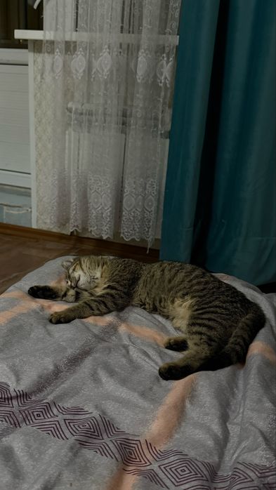 Котенок, бесплатно