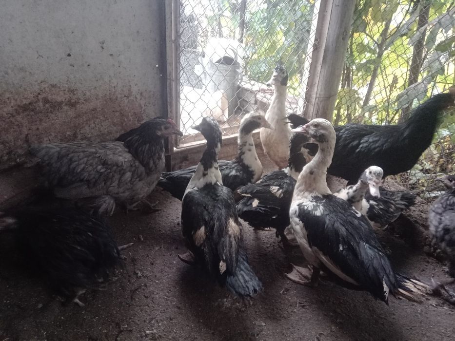 Неми(мускусни)патици на 6,5месеца