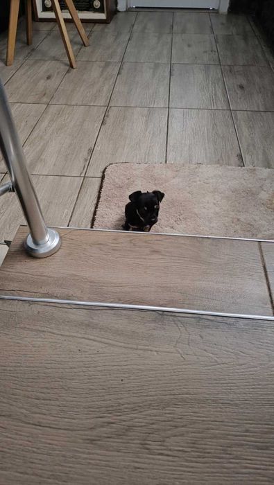 Продавам мини пинчер