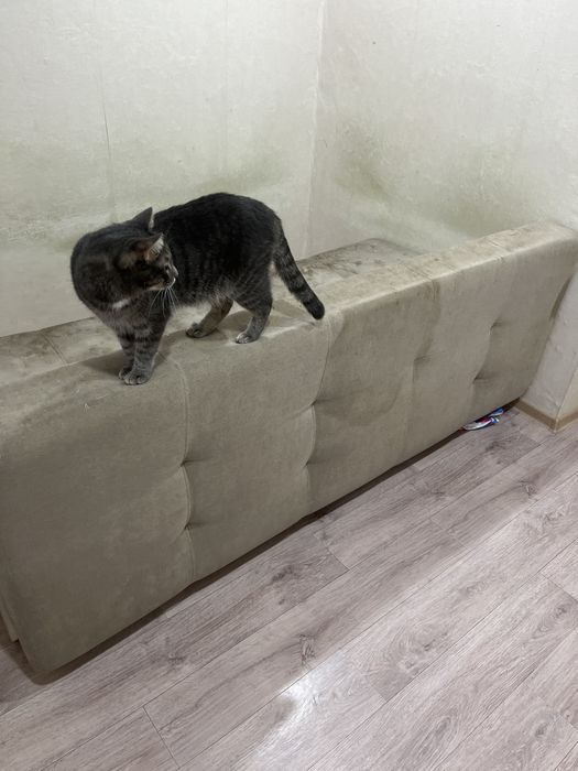 Отдам даром диван требует химчистку