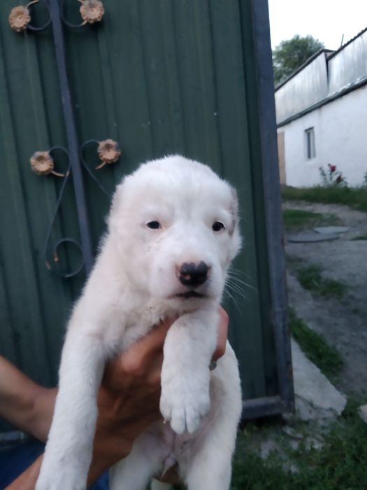продаются щенки алабая