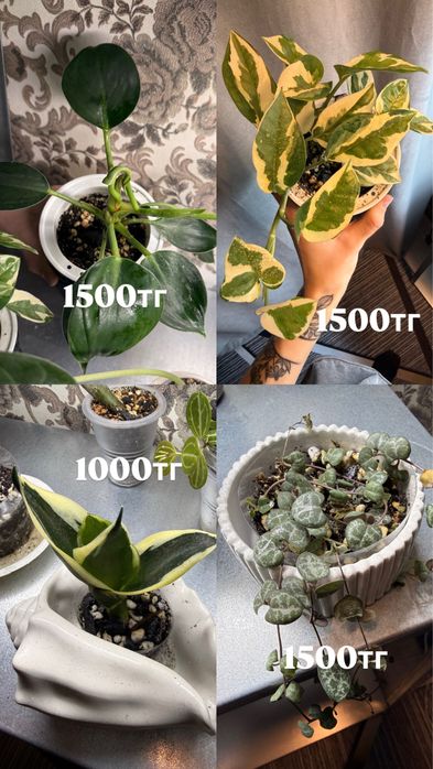 комнатные цветы продам