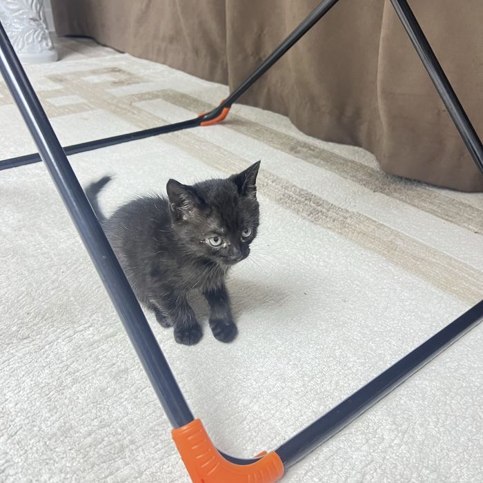Котята от веслаухой кошки