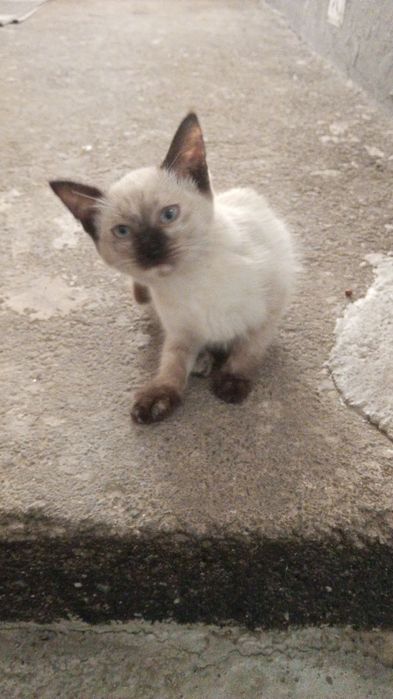 Сиамский тозза кон