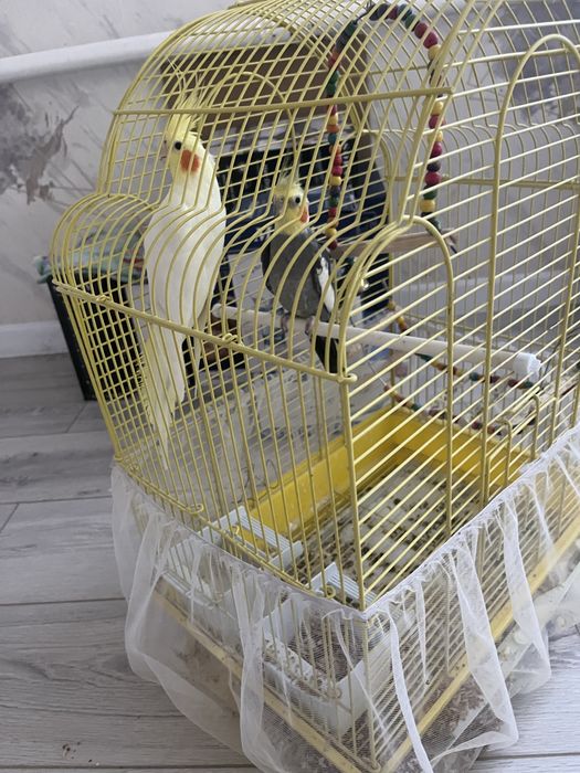 Продам попугаев карэлы 2