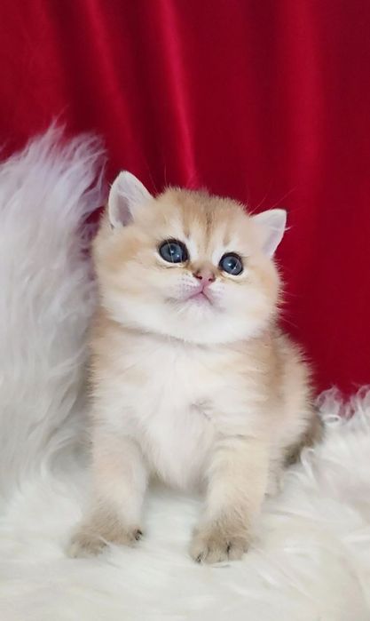 Британский чистокровный мальчик золотая шиншилла ny11