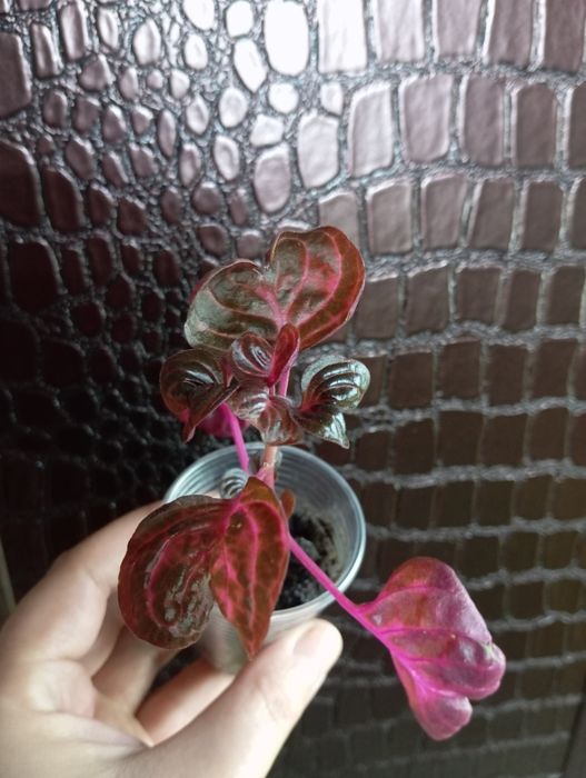 Эсхинантус королевская пеларгония.