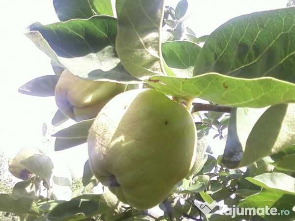 Pomi Fructiferi mari 3-7 ani  pe rod