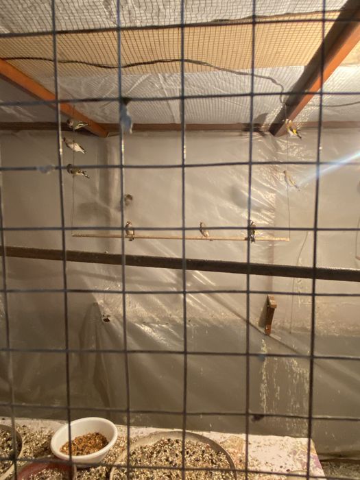 зеленушка и репел