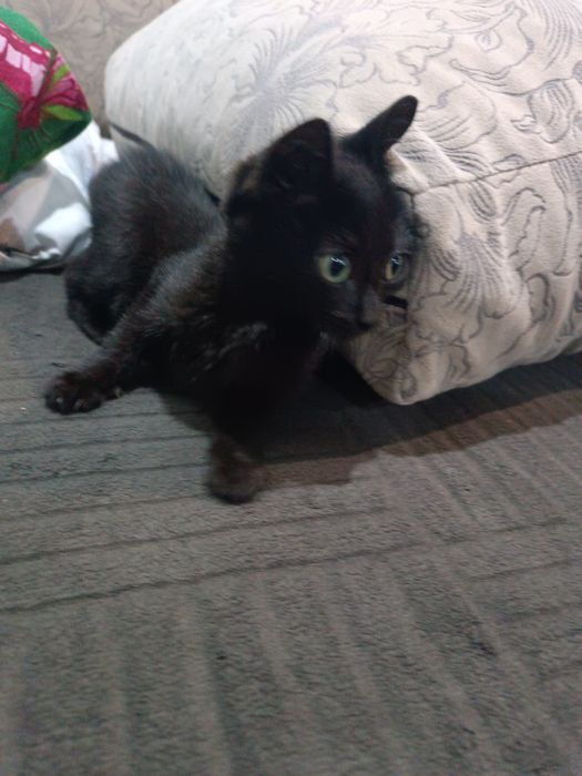 Отдам кошечку (котенок)