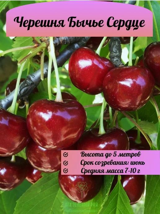 Саженцы плодовых деревьев