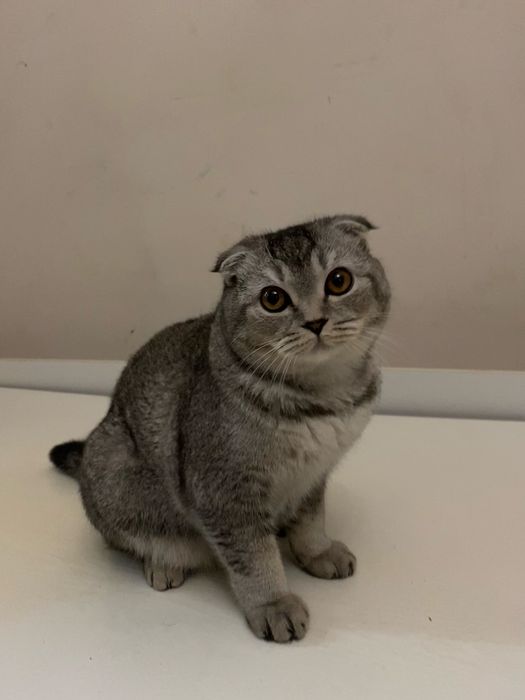 Шотландский вислоухий кот
