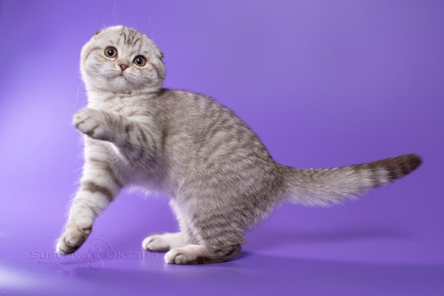 Скоттиш Страйт котята
