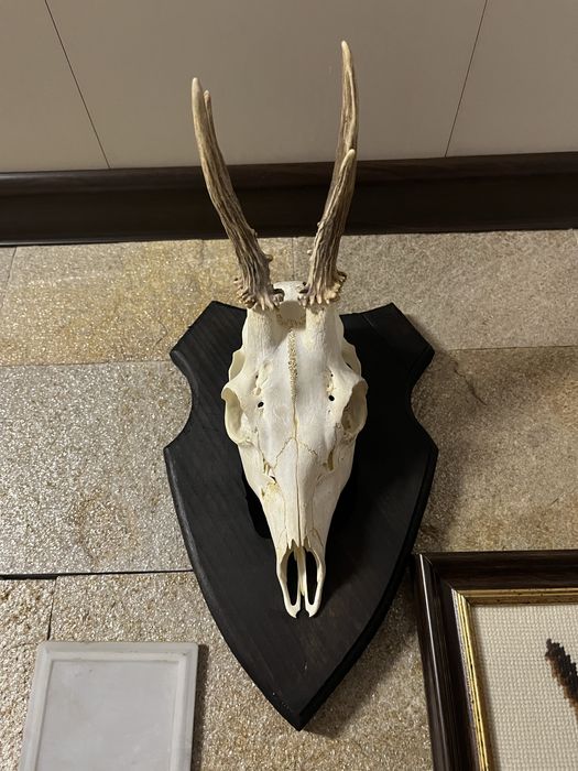 Продавам трофей от малки сърнички