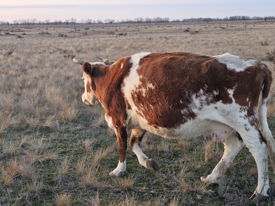 Продам корову 7 лет