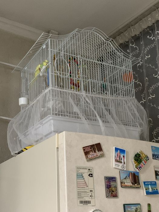 Продам парочку волнистых попугайчиков, с клеткой