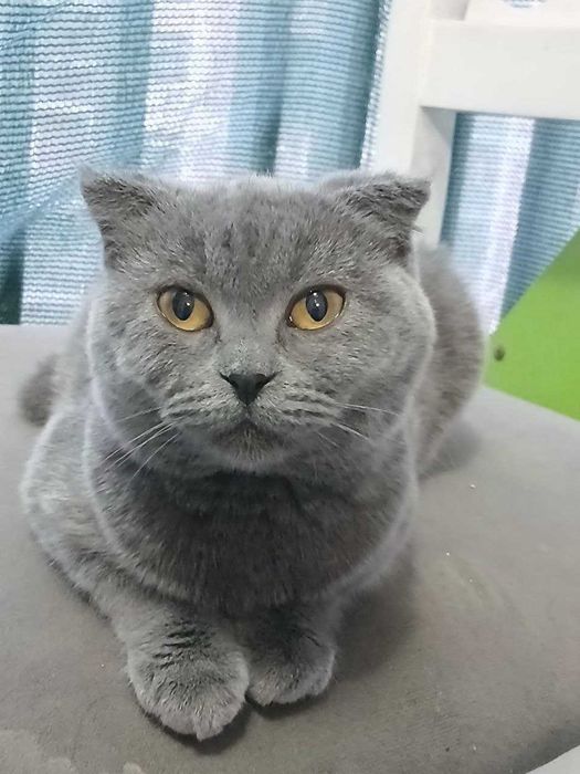 Продаётся девочка скоттиш страйт со всема принадлежностими, 7 месяца.