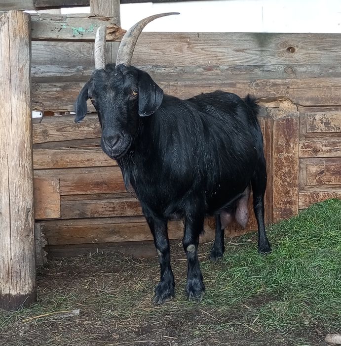 Продам козу крупную