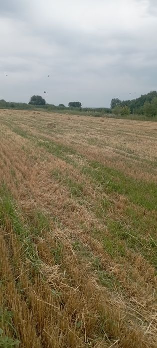 Продам сено салома в тюках