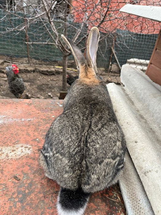 Uriaș german și rex dalmatian