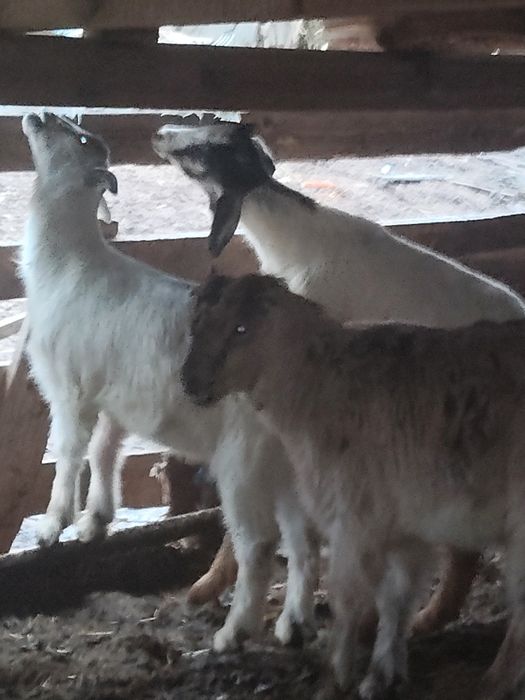 Miei și iezii de vânzare