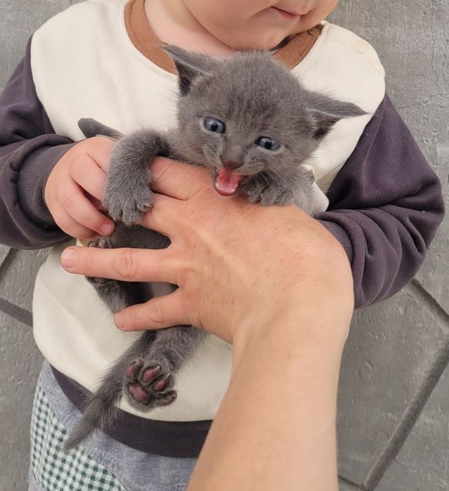Котенок Дымчатый