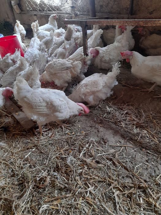 Товуклар сотилади