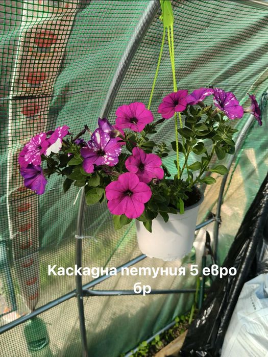 Каскадна петуния
