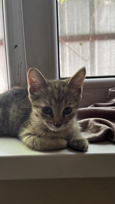 Котята 2 месяца, благородные
